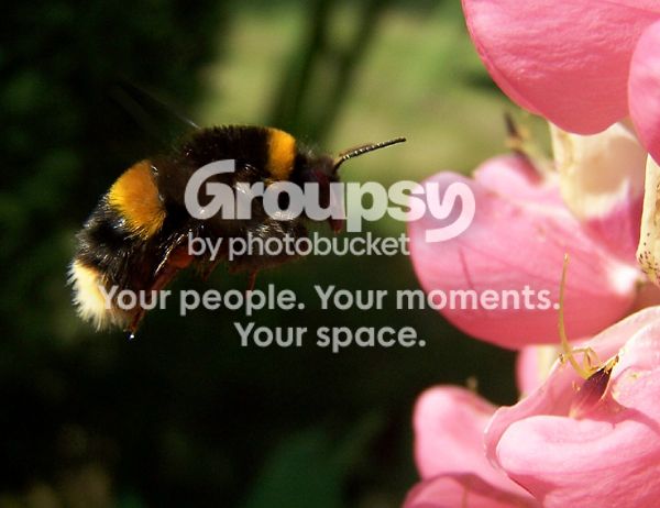 1bee.jpg