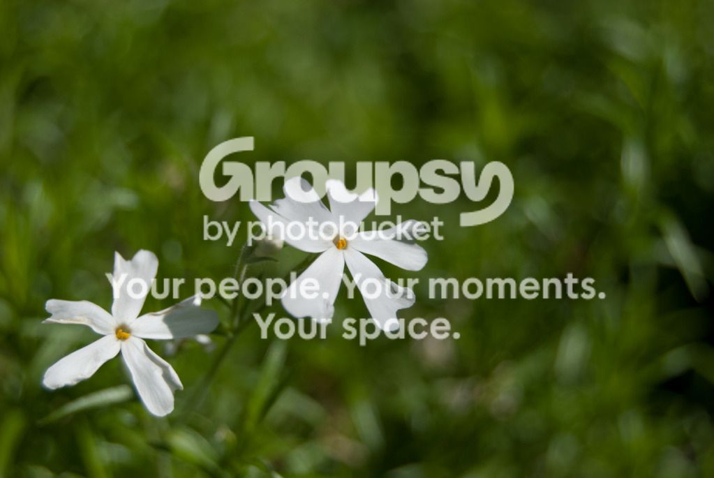 flowereditssmall-4.jpg