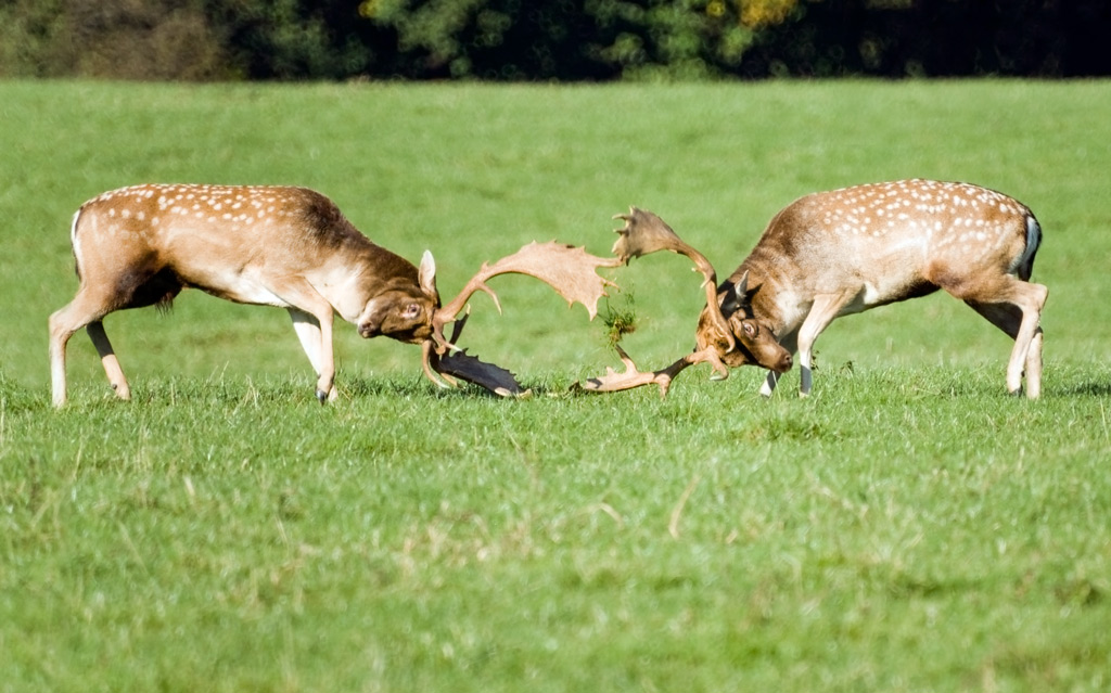 deer_14.jpg