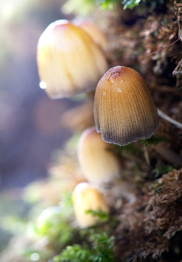 mushroom_15.jpg