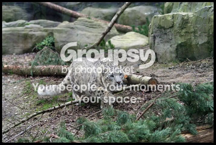 StalkingSnowLeopard3.jpg