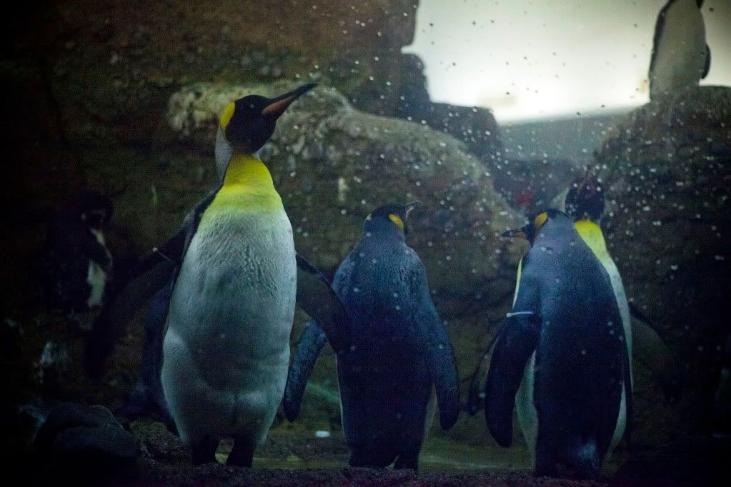PENGUINS.jpg