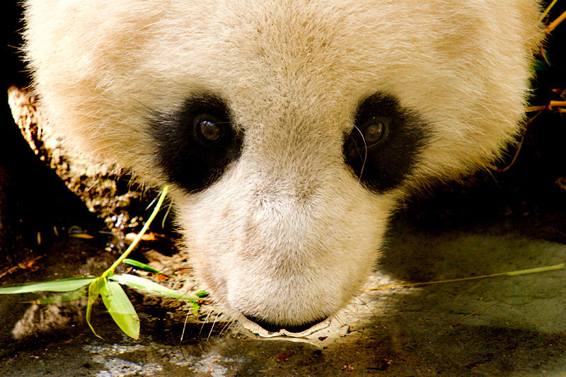 San%20Diego%20Zoo17-L.jpg