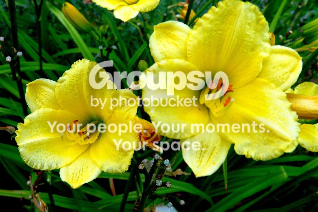 Flower1.jpg