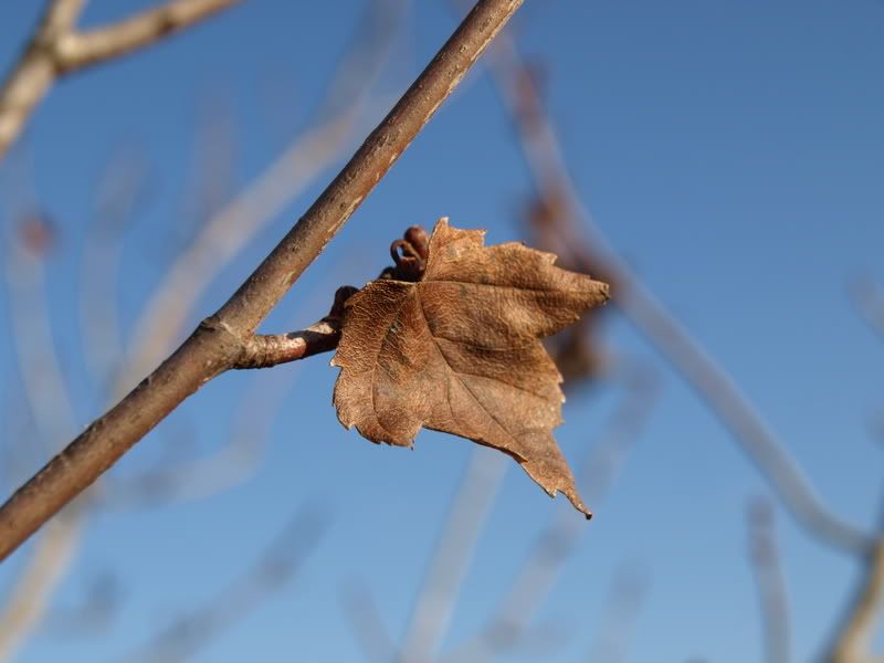 Leaf2.jpg