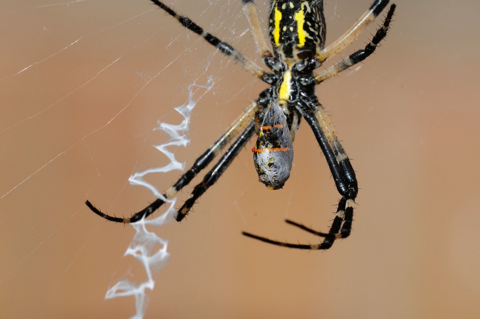 DSC_00102-X3.jpg