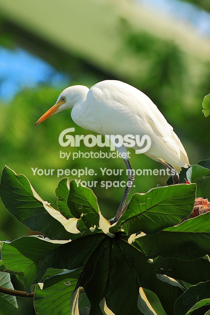 wbird1rs.jpg