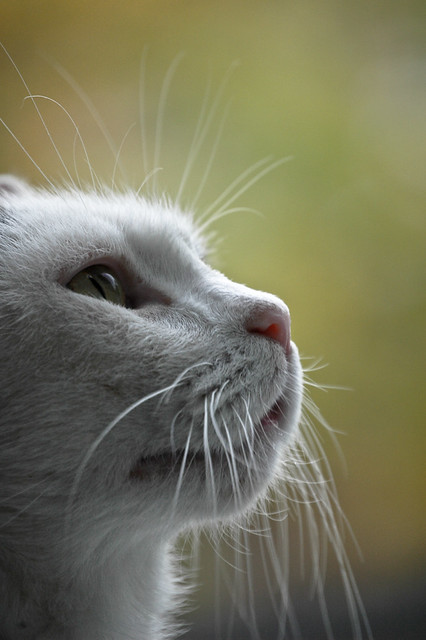 6333629778_f7c801dc3a_z.jpg