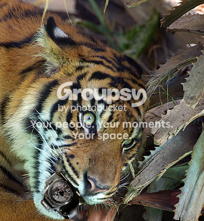 wildlife56.jpg