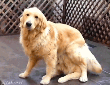 cute-funny-dog-animated-gif-7.gif