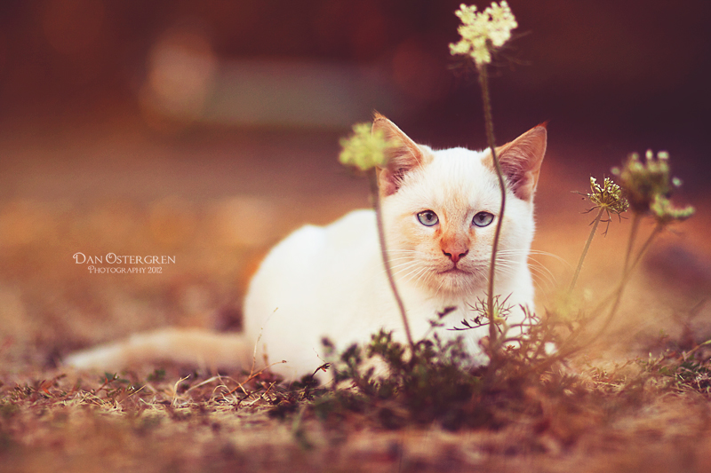 simba_by_ezrasavage-d5grz9b.jpg