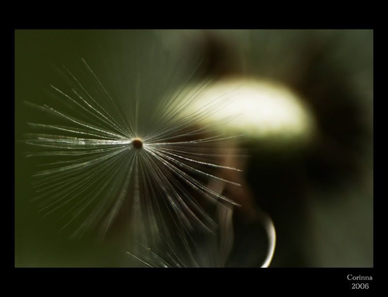 Lwenzahn-Macro_14.jpg