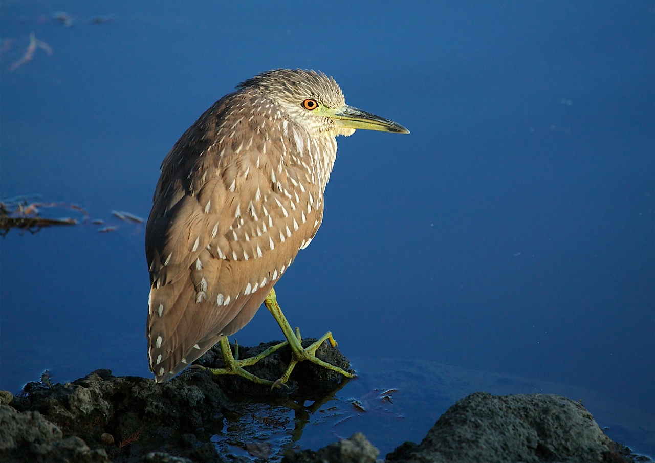 flbird.jpg