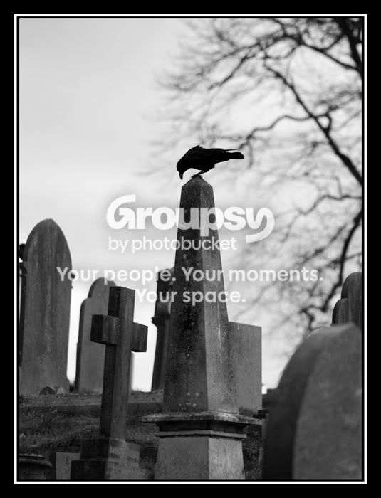 crow6.jpg