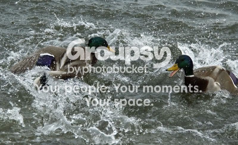 DSC_4718e0435websize.jpg