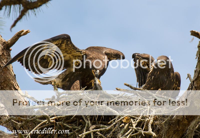 _ECD1044-copy800.jpg