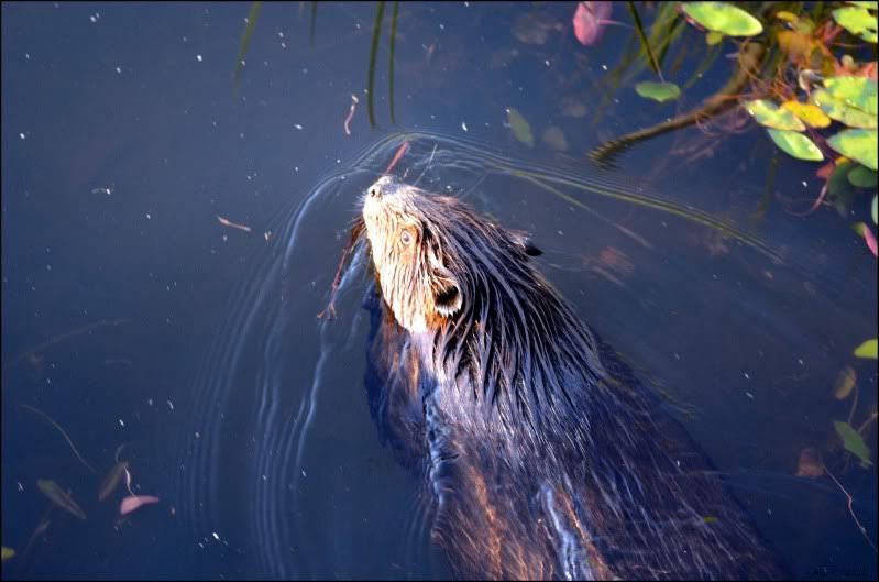 beaver.jpg