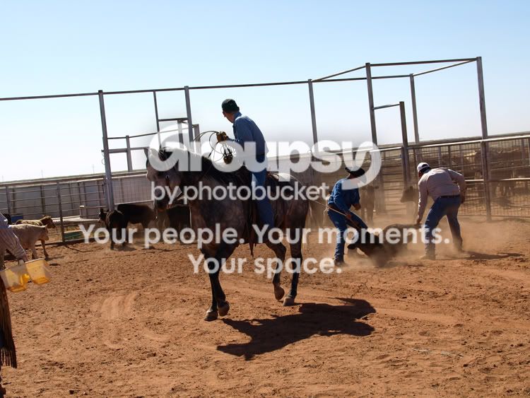 Branding-at-North-Camp-007c.jpg