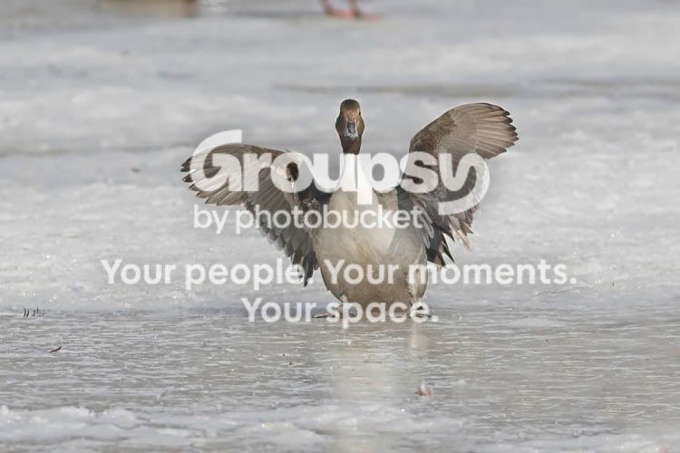 Pintail3a.jpg