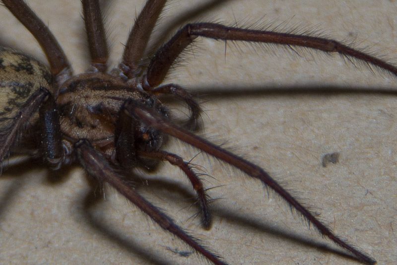spider-1.jpg
