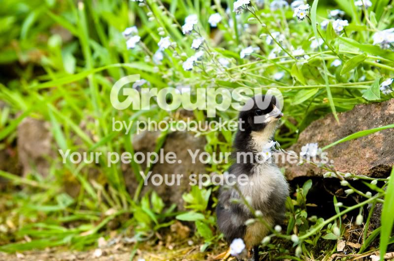 0806babychicks002.jpg