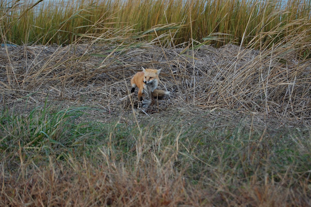 DSC_0021.JPG