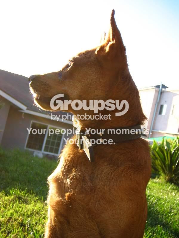 puppy064.jpg