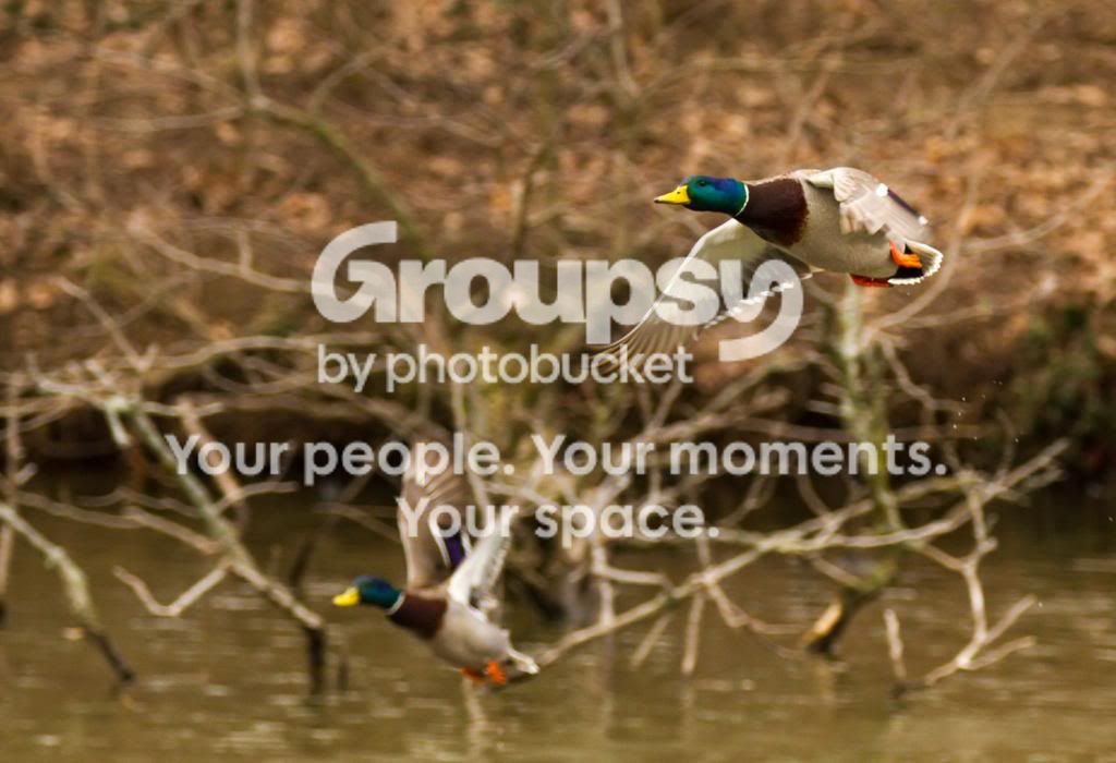 2DucksLarge.jpg