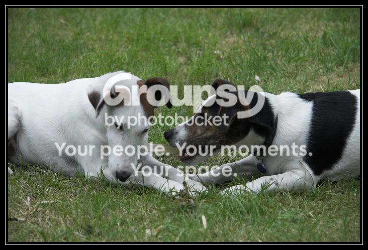 dogs.jpg