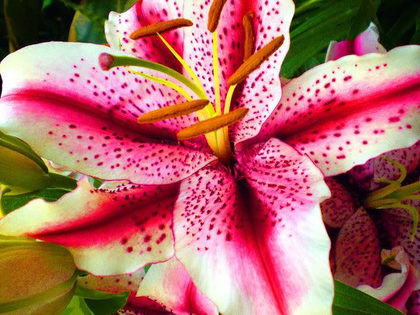 Flower_Power_by_peanutfunky.jpg