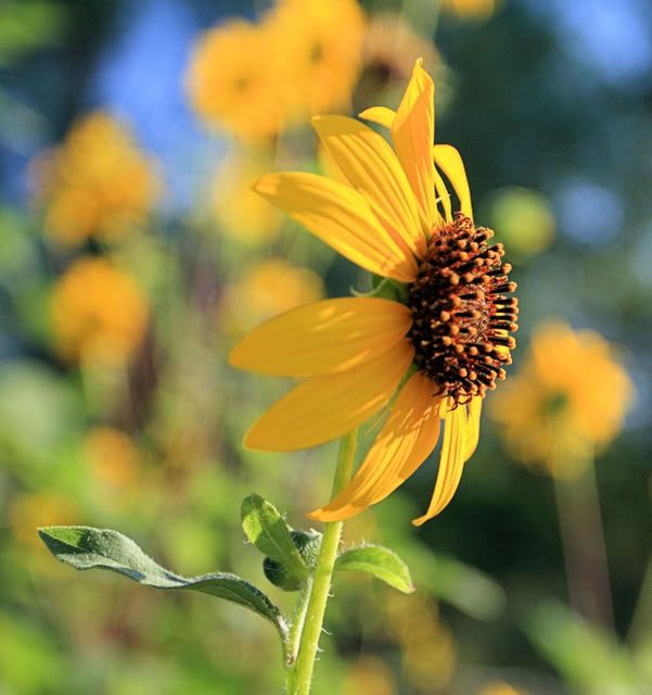 Sunflower.jpg