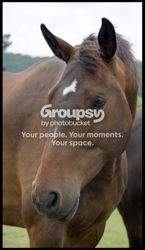 horse2.jpg
