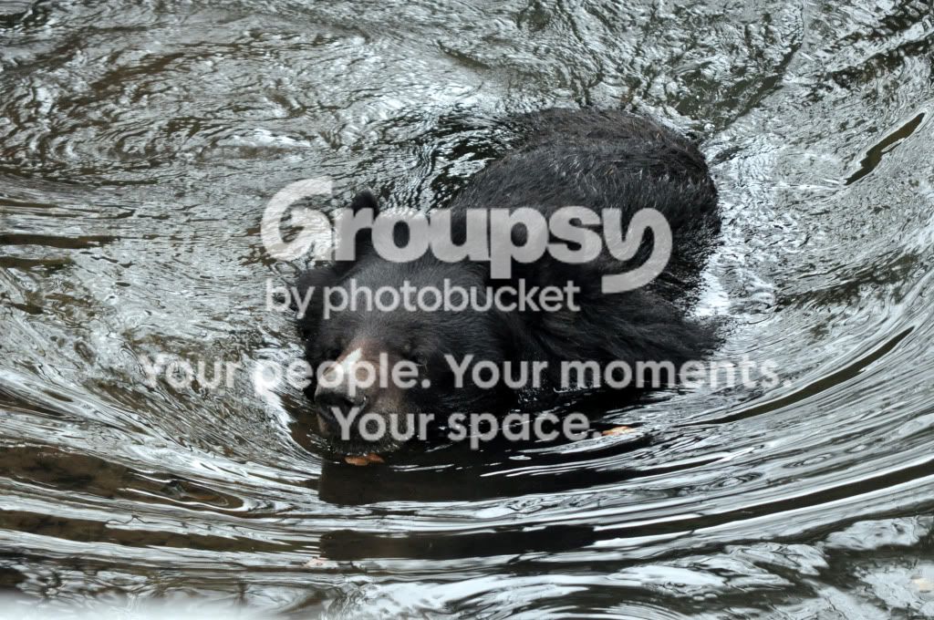 BearSwimming.jpg