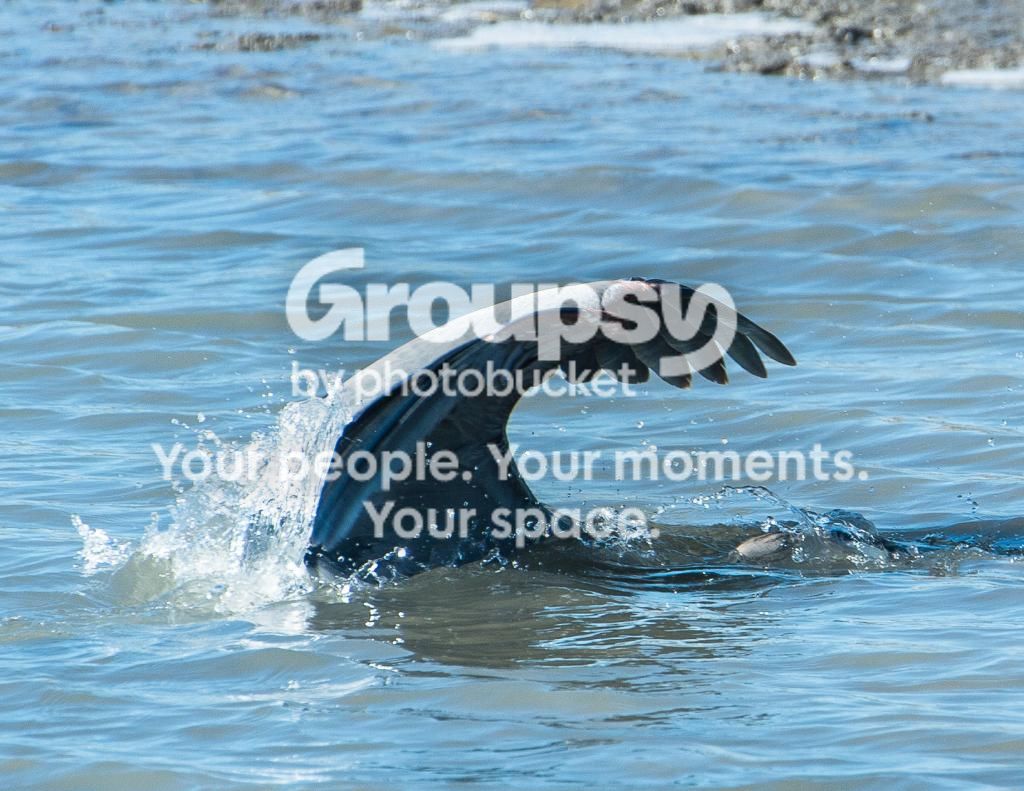 GreatBlueHeronSubmerged_zps5a265e44.jpg