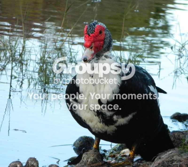 duck-1.jpg