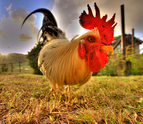 wide-angle-lens-12-1.jpg