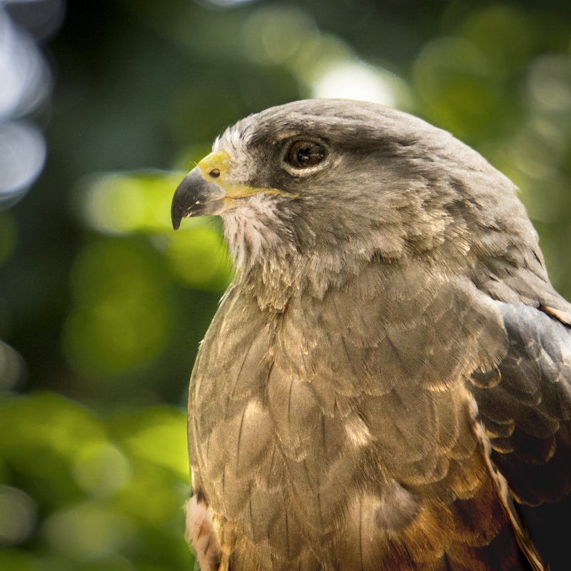 2012_08_11_swainsons_hawk_2.jpg