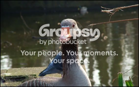 gooseindignant.jpg