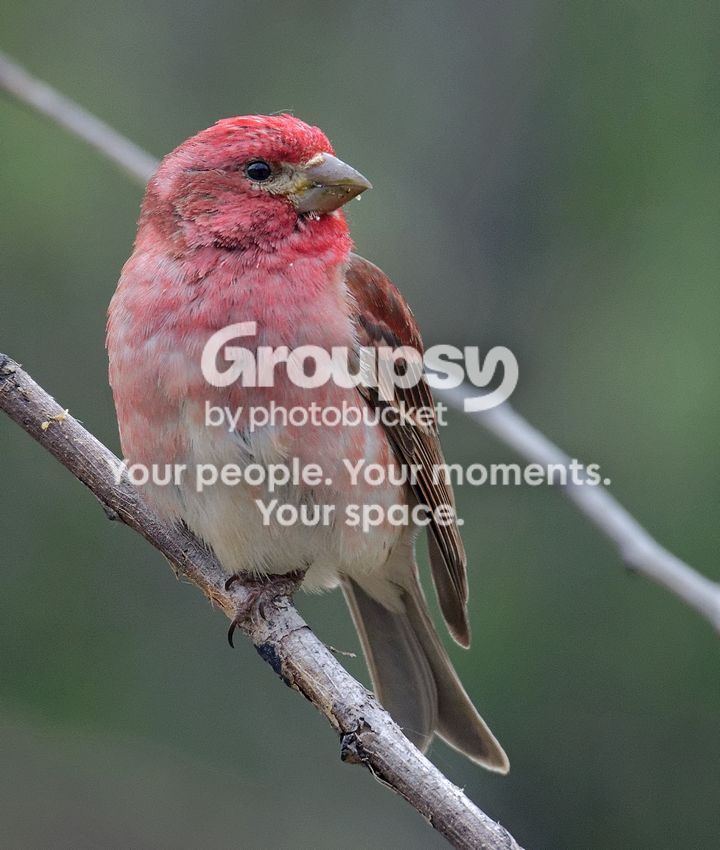 Purple%20finch_zpsqwct50e1.jpg