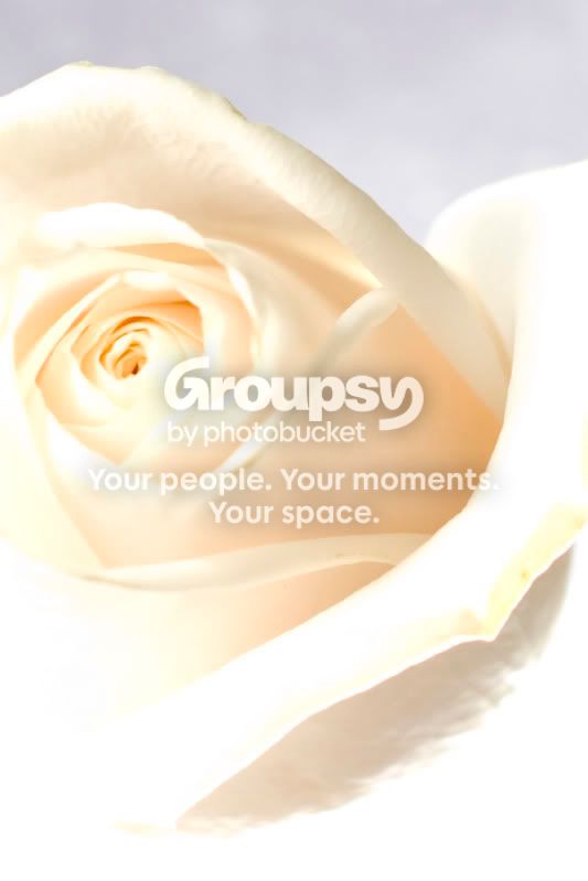 Rose_1432.jpg