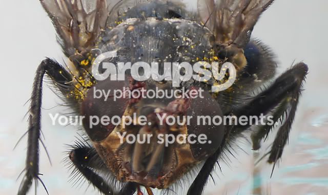 Fly-1.jpg