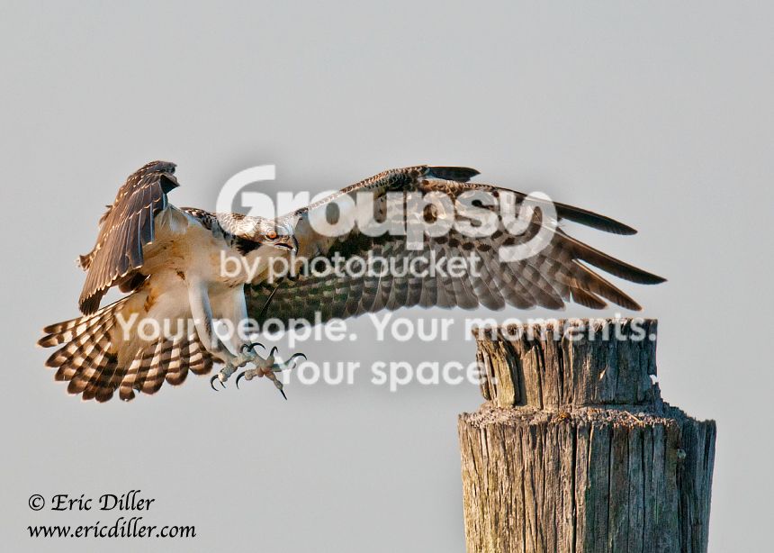 _ECD6918-copy860.jpg