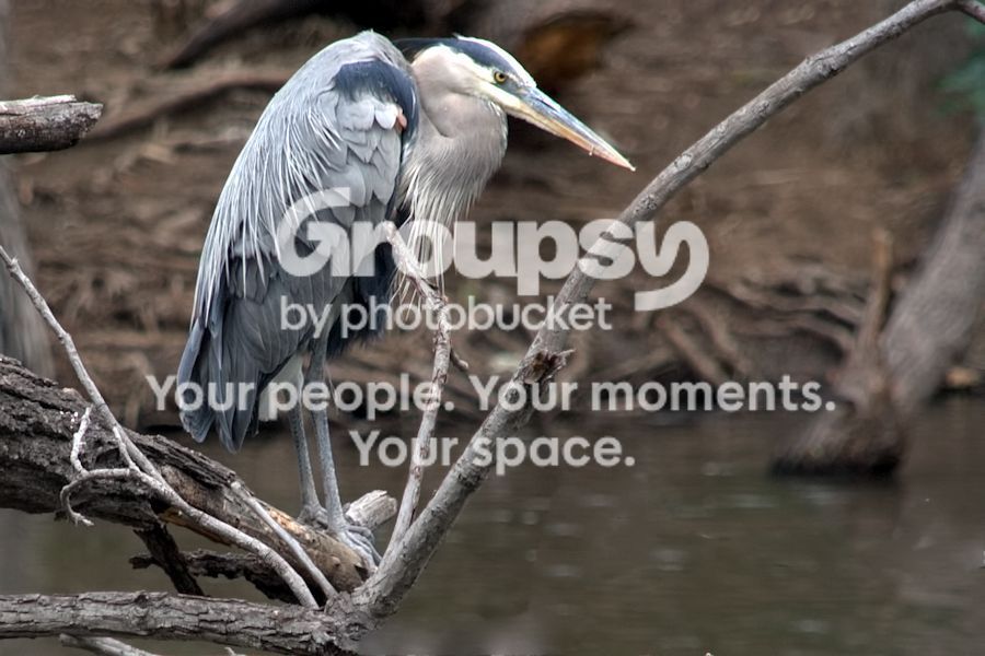 blueheronweb.jpg