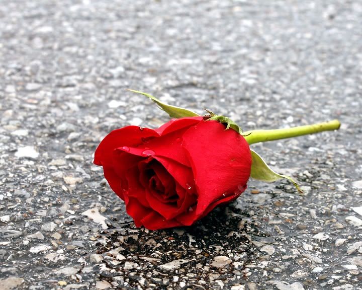 rose3.jpg