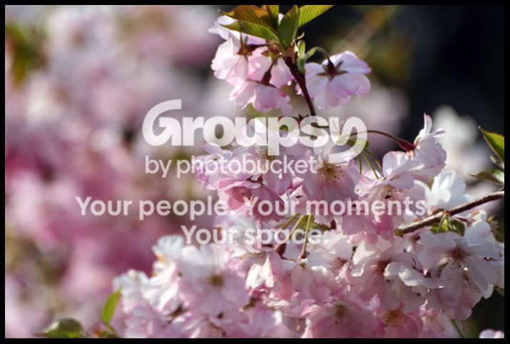 Spring8.jpg