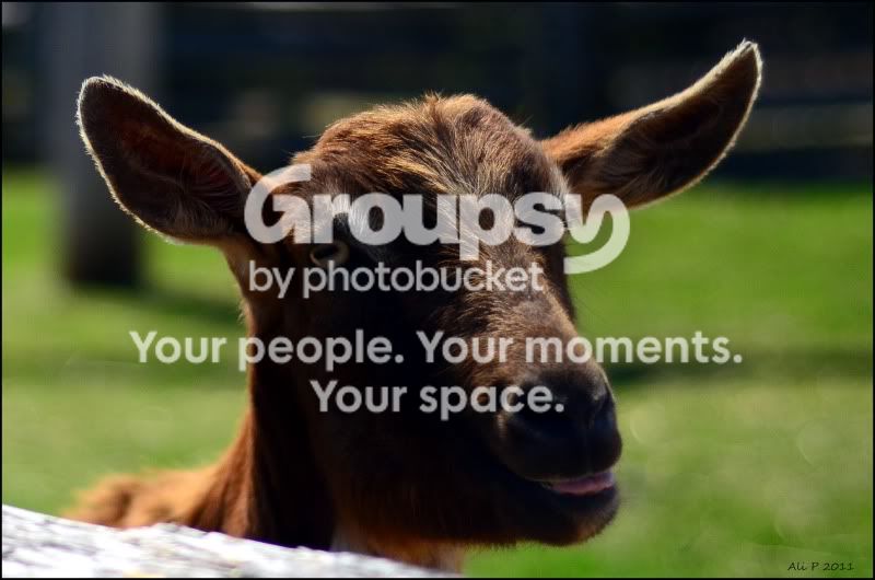 goat8.jpg