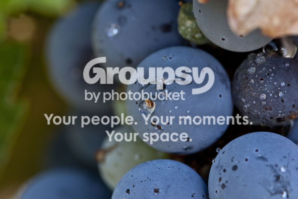 Grapesanddroplet-macro-1.jpg