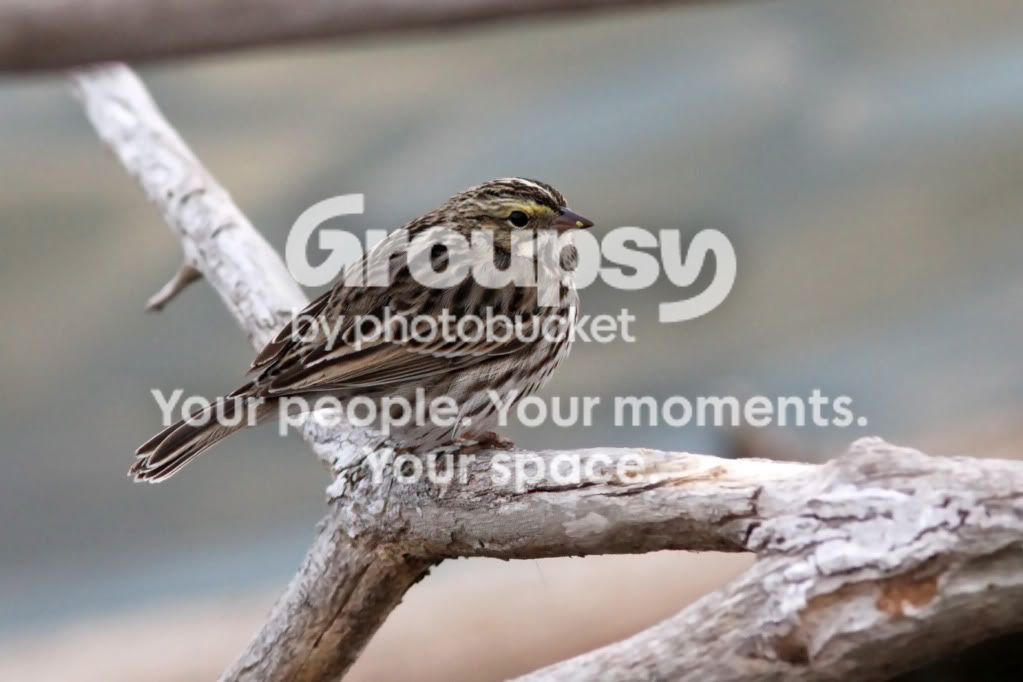 yellowbeak.jpg