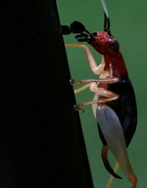 P9062265C2Resz.jpg