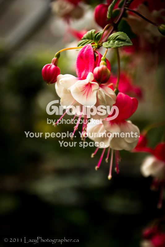 Greenhouse-27-EDITED.jpg